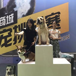 展会标题图片：《华东宠物展：探秘宠物行业的未来趋势（2025年度数据解读）》